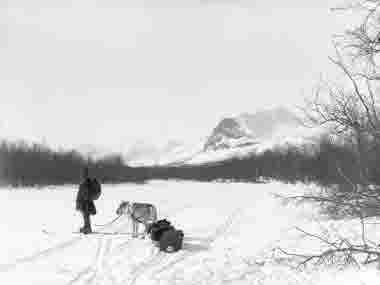 Vinterbild från Nikkolahti,Sarri med ren den 12 april 1912.