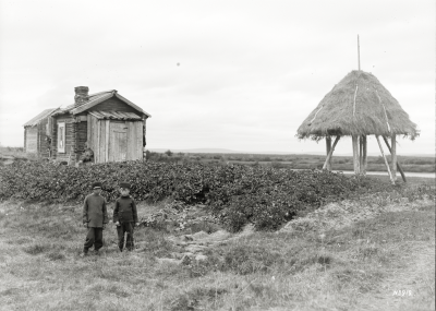 Två gossar framför potatislandet vid bostället i Tornedalen. Säden förvarades under halmtaket till höger. Foto från 1914.