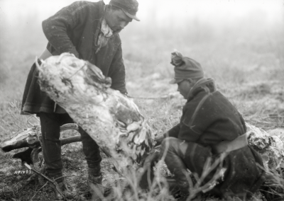Renslakt,blodet tappas ut i magsäcken.22/10-1915