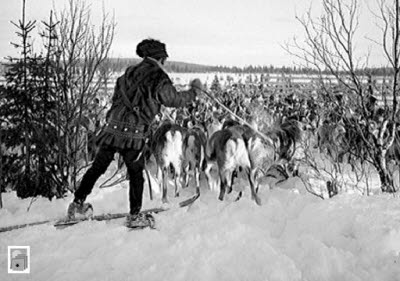 Renskötare vallar renhjorden