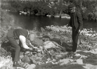 Slakt av tågskadad ren år 1920.