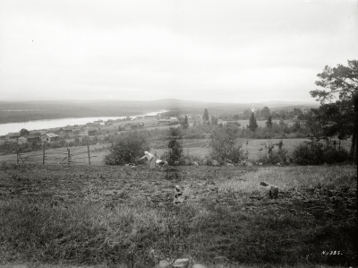 Vy över Korpilombolo med potatisplockande kvinnor. Älven och kyrkan i bakgrunden, den 10 september 1913.