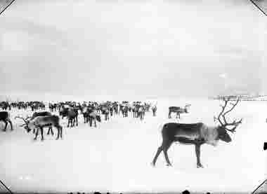 Renhjord på Luossajärvi år 1906.