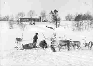 Samer och renar tar rast under resan år 1914.