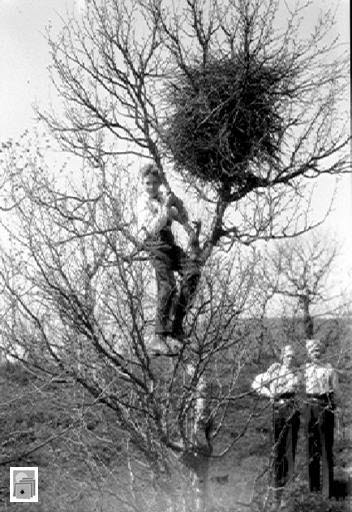 Pojkar vid ett skatbo Torsten Dahllöf, Lennart Dahllöf