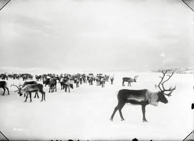 Renhjord på Luossajärvi år 1906.
