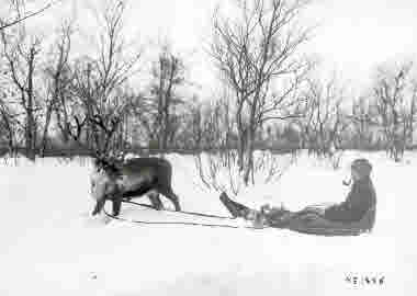 Löjtnant de Mare blir dragen i akja av ren den 30 november 1916. 